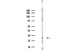 Western blot analysis of lysates from Rat brain, using SHOX Antibody at 1/1000 dilution.