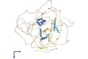 SYNPO2 Protein (AA 1-1087) (His tag)