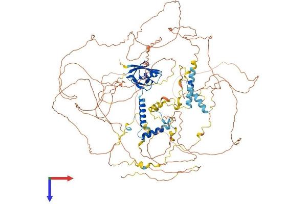 SYNPO2 Protein (AA 1-1087) (His tag)