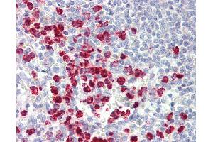 Anti-ORMDL3 antibody IHC staining of human spleen. (ORMDL3 Antikörper  (AA 53-81))