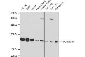 Western blot analysis of extracts of various cell lines, using Y14/RBM8A Rabbit mAb (ABIN7270089) at 1:1000 dilution. (RBM8A Antikörper)