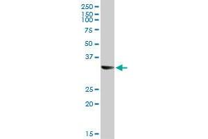 STX1A MaxPab rabbit polyclonal antibody. (STX1A Antikörper  (AA 1-251))