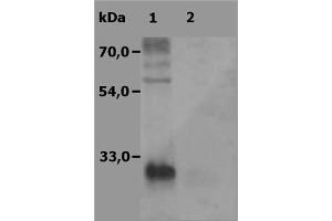 Image no. 1 for anti-Linker For Activation of T Cells Family, Member 2 (LAT2) (AA 91-243) antibody (ABIN238343) (LAT2 Antikörper  (AA 91-243))