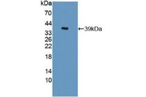 Western blot analysis of recombinant Rat TFF3. (TFF3 Antikörper  (AA 23-81))