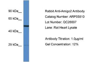 Western Blotting (WB) image for anti-Adhesion Molecule with Ig-Like Domain 2 (AMIGO2) (Middle Region) antibody (ABIN2786381)