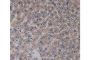 IHC-P analysis of Mouse Tissue, with DAB staining. (CA5A Antikörper  (AA 7-179))