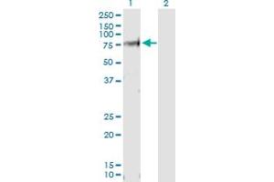 Western Blot analysis of VANGL1 expression in transfected 293T cell line by VANGL1 MaxPab polyclonal antibody. (Vangl1 Antikörper  (AA 1-524))