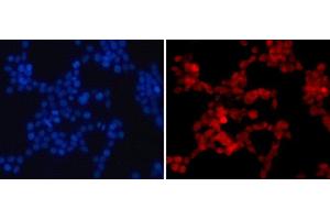 Immunofluorescence (IF) image for anti-Histone H4 (H4R3me2a) antibody (ABIN7260410)