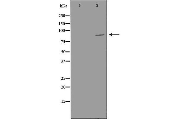 PIBF1 antibody  (C-Term)