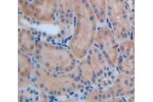 IHC-P analysis of Mouse Tissue, with DAB staining. (MMP13 Antikörper  (AA 66-238))