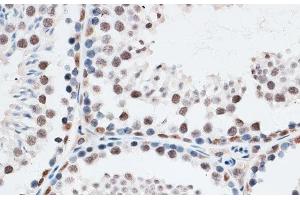 Immunohistochemistry of paraffin-embedded Mouse testis using AQR Polyclonal Antibody at dilution of 1:100 (40x lens). (AQR Antikörper)