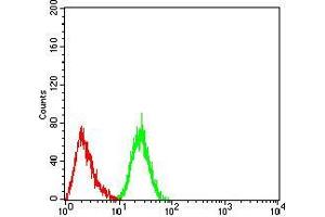 Flow cytometric analysis of Hela cells using DDX5 mouse mAb (green) and negative control (red). (DDX5 Antikörper  (AA 475-614))