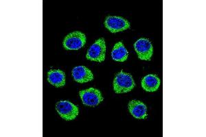 Confocal immunofluorescent analysis of CNIH2 Antibody (N-term) (ABIN655476 and ABIN2844999) with U-251MG cell followed by Alexa Fluor 488-conjugated goat anti-rabbit lgG (green). (CNIH2 Antikörper  (N-Term))