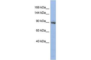 WB Suggested Anti-ZNF546 Antibody Titration:  0. (ZNF546 Antikörper  (N-Term))