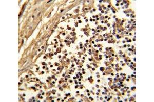 IHC analysis of FFPE human lymph with CD33 antibody (CD33 Antikörper  (AA 12-39))