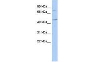 FBXO39 antibody  (AA 35-84)