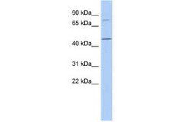 FBXO39 antibody  (AA 35-84)