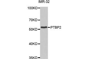 Western Blotting (WB) image for anti-Polypyrimidine Tract Binding Protein 2 (PTBP2) antibody (ABIN1877081)