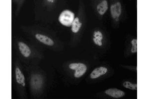 Immunoflourescence staining of MDCK cells. (FADD Antikörper  (AA 94-208))