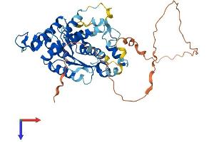 ATPBD3 Protein (AA 1-420) (His tag)