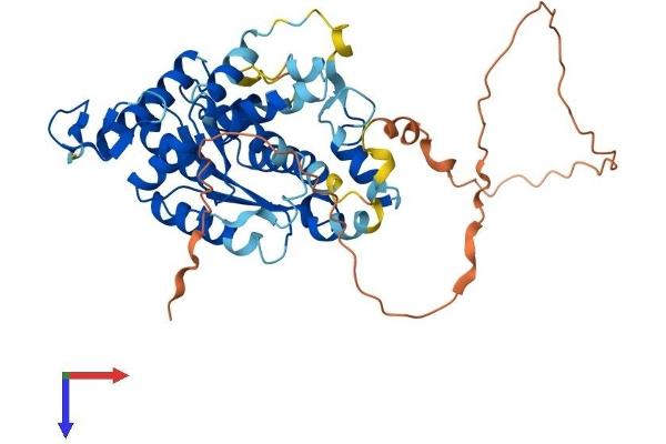 ATPBD3 Protein (AA 1-420) (His tag)