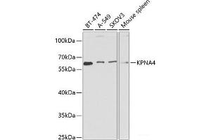 Western blot analysis of extracts of various cell lines using KPNA4 Polyclonal Antibody at dilution of 1:1000. (KPNA4 Antikörper)