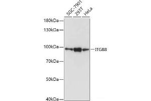 Western blot analysis of extracts of various cell lines using ITGB8 Polyclonal Antibody at dilution of 1:1000. (ITGB8 Antikörper)