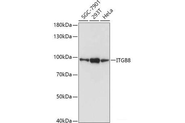ITGB8 Antikörper