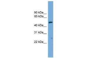 EXOC4 antibody used at 0. (Sec8 Antikörper  (N-Term))