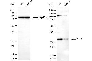 anti-CINP (CINP) antibody