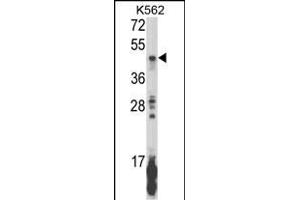 Western blot analysis of KIR2DL5B Antibody (Center) (ABIN652855 and ABIN2842556) in K562 cell line lysates (35 μg/lane). (KIR2DL5B Antikörper  (AA 264-290))