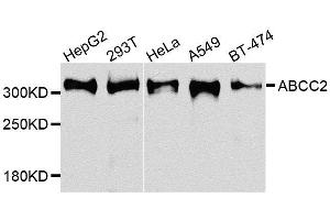 Western blot analysis of extracts of various cell lines, using ABCC2 antibody. (ABCC2 Antikörper  (AA 180-315))