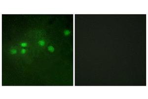 Immunofluorescence (IF) image for anti-E74-Like Factor 1 (Ets Domain Transcription Factor) (ELF1) (C-Term) antibody (ABIN1849319) (ELF1 Antikörper  (C-Term))