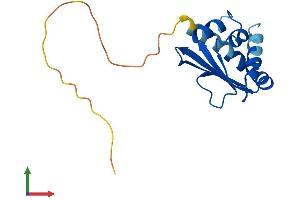 Protein Structure (PS) image for SCP2 Sterol-Binding Domain Containing 1 (SCP2D1) (AA 1-156) protein (His tag) (ABIN7561220)