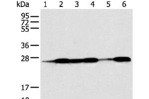 Western blot analysis of Human fetal muscle tissue HEPG2 Jurkat Hela A431 and A549 cell using BAG2 Polyclonal Antibody at dilution of 1:550 (BAG2 Antikörper)