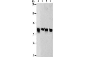 Western Blotting (WB) image for anti-K-Cadherin (CDH6) antibody (ABIN2422725) (CDH6 Antikörper)