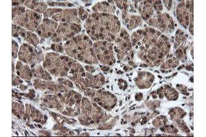 Image no. 2 for anti-Host Cell Factor C2 (HCFC2) antibody (ABIN1498601) (HCFC2 Antikörper)