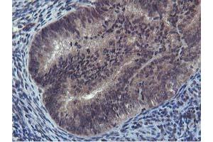 Image no. 3 for anti-Cystatin SA (CST2) antibody (ABIN1497759) (CST2 Antikörper)