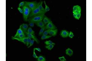 Immunofluorescence staining of HepG2 cells with ABIN7164836 at 1:100, counter-stained with DAPI. (PCSK9 Antikörper  (AA 462-595))