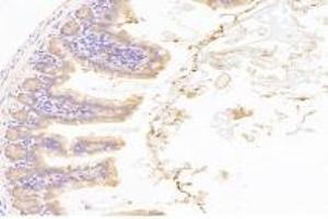 Immunohistochemistry analysis of paraffin-embedded mouse duodenum using,NT5C1B (ABIN7072861) at dilution of 1: 1200 (NT5C1B Antikörper)