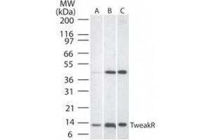 Western Blotting (WB) image for anti-Tumor Necrosis Factor Receptor Superfamily, Member 12A (TNFRSF12A) (AA 104-118) antibody (ABIN490868) (TNFRSF12A Antikörper  (AA 104-118))