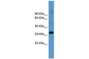 Image no. 1 for anti-Adenosine A2b Receptor (ADORA2B) (AA 233-282) antibody (ABIN6746722) (Adenosine A2b Receptor Antikörper  (AA 233-282))