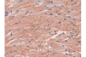 DAB staining on IHC-P; Samples: Mouse Heart Tissue (INSL5 Antikörper  (AA 23-135))