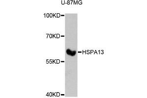 Western blot analysis of extracts of U-87MG cells, using HSPA13 antibody (ABIN5972275) at 1:3000 dilution. (HSPA13 Antikörper)
