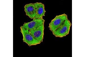 Immunocytochemistry (ICC) image for anti-Eukaryotic Translation Initiation Factor 5 (EIF5) (AA 1-300) antibody (ABIN5865324) (EIF5 Antikörper  (AA 1-300))