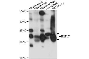 Western blot analysis of extracts of various cell lines, using EGFL7 antibody. (EGFL7 Antikörper)