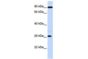 Image no. 1 for anti-Homeobox B8 (HOXB8) (C-Term) antibody (ABIN6740459) (HOXB8 Antikörper  (C-Term))