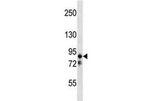 MARK2 antibody western blot analysis in Ramos lysate (MARK2 Antikörper  (AA 600-630))