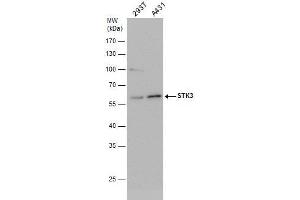 WB Image STK3 antibody detects STK3 protein by western blot analysis. (STK3 Antikörper)