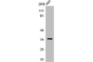 Western Blot analysis of HepG2 cells using Olfactory receptor 52E1 Polyclonal Antibody (OR52E1 Antikörper  (Internal Region))